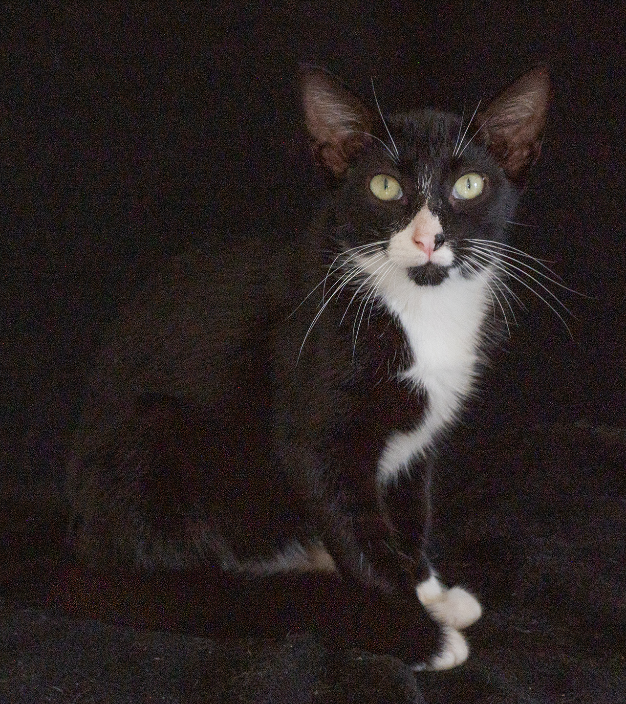 Top Cat Sanctuary cat photo